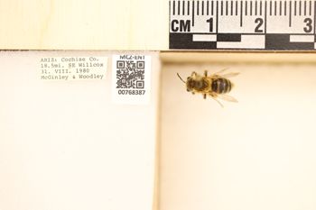 Media type: image;   Entomology 768387 Aspect: Labels